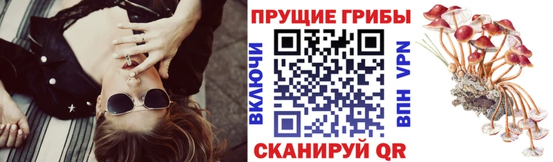 Псилоцибиновые грибы прущие грибы  продажа наркотиков  Уржум 